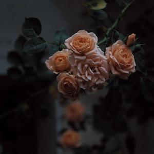 成年一区无码在线观看
